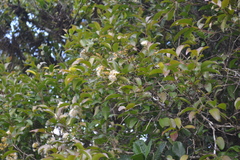 Syzygium lanceolatum